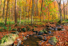 Small Water Stream In Forest. Beautiful Autumn Nature Scenery. Ground Covered With Fallen Red Foliage Among Mossy Rocks. Melancholic Vibes Concept