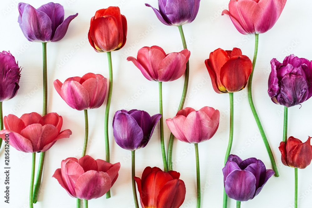 Floral composition with colorful tulip flowers on white background. Flat lay, top view florist blog hero header, summer blossom pattern. - obrazy, fototapety, plakaty 