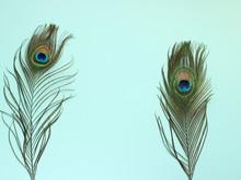 Clothing And Home Decoration. Beautiful Peacock Feathers On Light Blue Background.