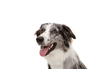 Wall Mural - Side profile happy blue merle border collie with white tooth. Isolated on white background.