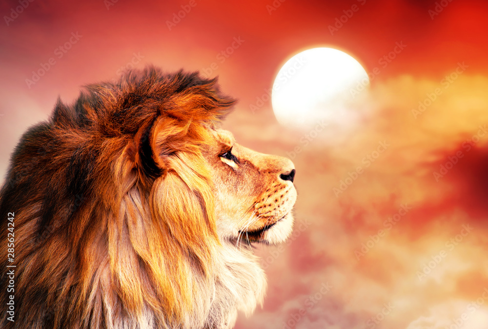 African lion and sunset in Africa. African savannah landscape theme