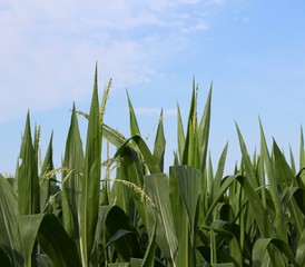 The tops of the leaves of the corn with the sky background.