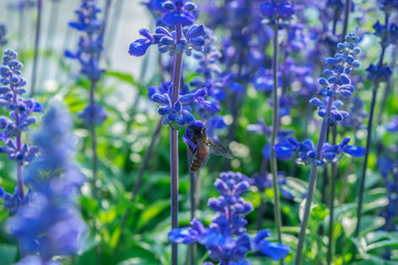 Wall Mural - Blue salvia flower field background