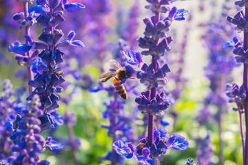 Wall Mural - Blue salvia flower field background