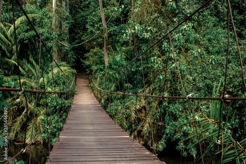 Naklejka most w dżungli   francja-przygoda-bambus-roslina-most-konstrukcja-zbudowana-baldachim