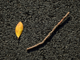 Poster - autumn leaf with dry branch on asphalt road