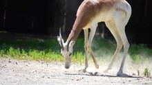 Dama Gazelle, Addra Or Mhorr Gazelle (Nanger Dama Ruficollis, Formerly Gazella Dama) Is Species Of Gazelle. It Lives In Africa In The Sahara Desert And The Sahel.