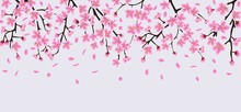 Sakura Tree Flower Branches With Realistic Pink Petals Falling Down