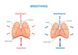 Respiratory system of human the breathing airway vector medical illustration..
