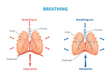 Respiratory System Of Human The Breathing Airway Vector Medical Illustration..