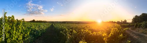 Fotomural Couché de soleil dans les vigne en Anjou