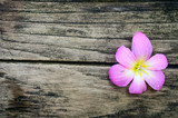 Fototapeta Storczyk - Pink flower on old wood with cracks.