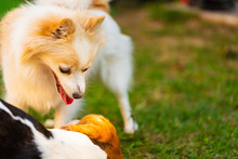 Beagle Dog With Pomeranian Spitz Playing On A Green Grass