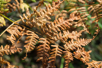 Canvas Print - orange autumn fern leaves closeup