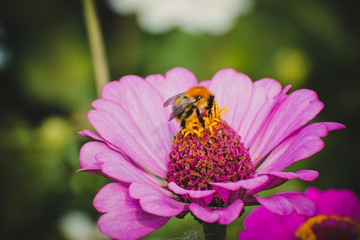 Wall Mural - Bumblebee sitting on a pink flower