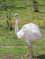 Poster - The rare white emu is an endemic animal from Australia related to an ostrich 