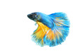 © Napatsorn - Betta fish 'Half Moon' isolated on a white background