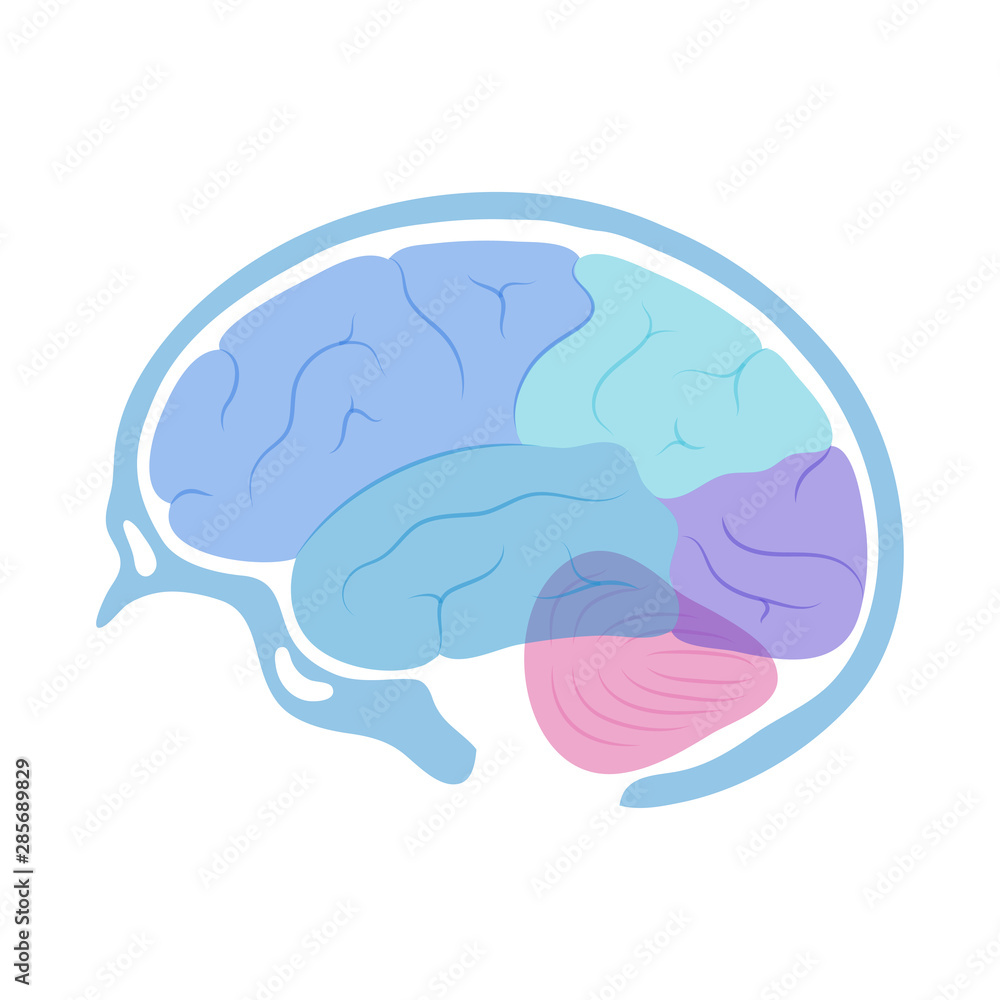 Vector illustration of human brain anatomy Stock Vector | Adobe Stock