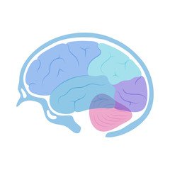 Wall Mural - Vector illustration of human brain anatomy 