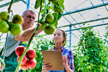 Senior Farmer Showing Tomatoes Growing While Coworker Making Report In Greenhouse