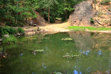 Wall Mural - Water lily pond near Dresden