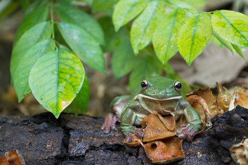Wall Mural - dumpy frog, tree frog, papua green tree frog