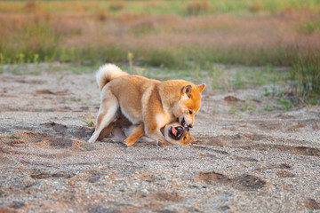 two funny and crazy shiba inu fo plaing in the sand at sunset. japanese red puppy and adult dog havi