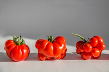 Ugly Tomatoes Variety Voyage On White Background