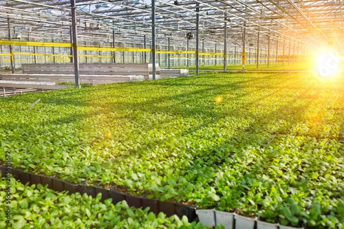 Photographie Herbs growing in greenhouse