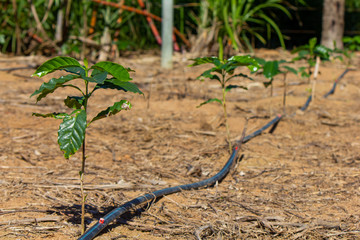 Recent planting of conilon coffee seedlings with drip irrigation system