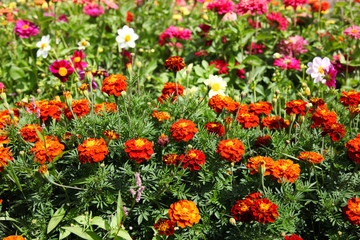 Canvas Print - Beautiful red flowering marigolds