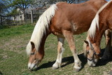Fototapeta  - Grazing horse - brown, white mane