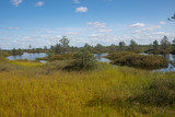 Fototapeta Sawanna - Lakes of Yelnya swamp - National Landscape Reserve, Belarus