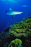 Fototapeta Do akwarium - Shark Fiji Reef