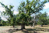 Fototapeta Natura - Mighty old oak trees