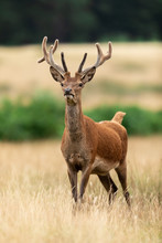 Red Deer In Richmond Park