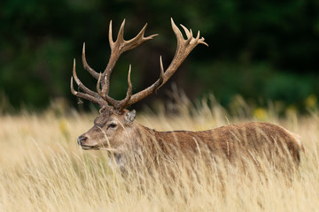 Canvas Print - Red deer in richmond park