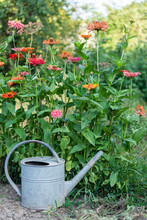 Colorful Zinnia , Beautiful Unpretentious Summer Flower In The Garden And Iron Garden Watering Can