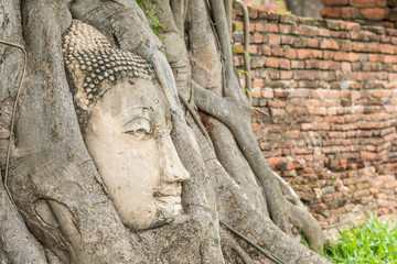 Stone buddha head in tree root at Wat Mahathat temple.