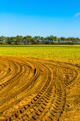 Canvas Print - Breathtaking agriculture landscape