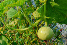A Young Growing Pumpkin Hanging On A Mesh Fence. The Fruit Of The Pumpkin On The Branch Near The Fence Of The Grid.