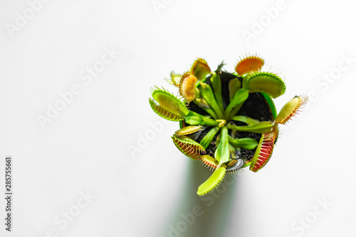 Cuadros en Lienzo Venus Flytrap (Dionaea) in a pot, isolated on white background
