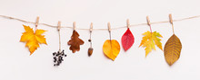 Colorful Autumn Dry Leaves And Berries Hang Up On The Rope