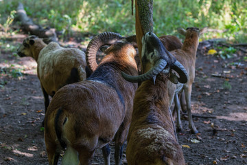 Sticker - The European mouflon (Ovis orientalis musimon).Male mouflon are known as rams.