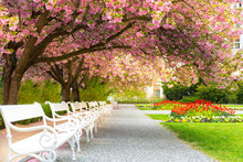 Park With Blossom Sakura, Flower Lawn And Benches