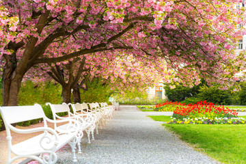 Park with blossom sakura, flower lawn and benches