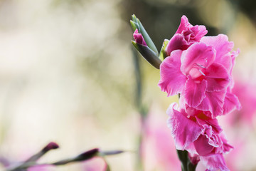 Bouquet of pink flowers in garden, Nature background, vintage style