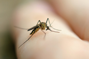 close up mosquito sucking blood from human skin