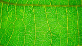 Fototapeta  - book cover. Green leaf macro photo.  Green leaf  background. Green leaf texture