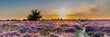 Leinwandbild Motiv Purple pink heather in bloom Ginkel Heath Ede in the Netherlands. Famous as dropping zone for the soldiers during WOII operation Market Garden Arnhem.